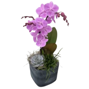 Orchid & Succulent Garden