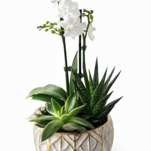 Orchid & Succulent Garden