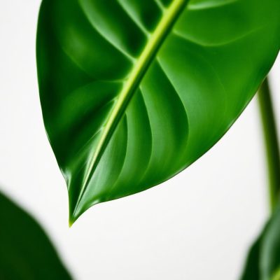 category-accent-plants-B5hmhO02